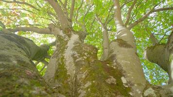 Forked branches and trunk of birch tree growing in park video