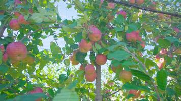 Ripe juicy apples grow on tree branches under protective net video