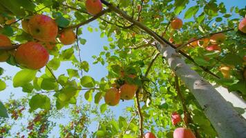Bunches of ripe red apples hang on tree branches in orchard video