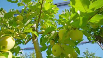Ripe yellow apples hang on tree branch against blue sky video