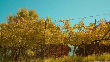 Long row of harvested grape vines fixed on wires in autumn video