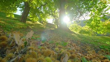 Chestnut fruits lie on ground in heap in shade of trees video