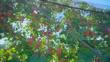 Abundance of ripe juicy fruits grows on apple tree branches video