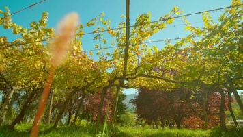 Multicolored grapevines spread branches on wires in autumn video