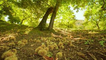 Chestnut fruits fall from trees and lie on ground in grass video