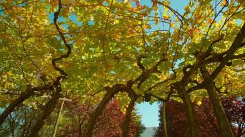 Tops of grapevines with multicolored leaves fixed on wires video