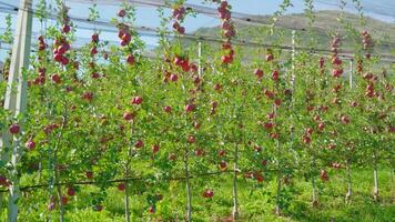 Fruits hang on apple tree branches in orchard under mesh video