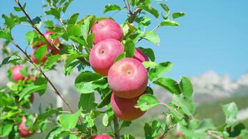 Bunch of ripe red apples grows on tree branch at sunlight video