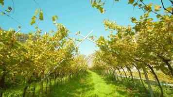 Grass path stretches between rows of autumn grape vines video
