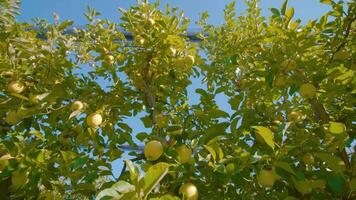 Yellow apple tree branches fixed on wires grow in orchard video