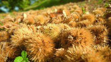 Ripe chestnut fruits fallen from tree lie on ground macro video