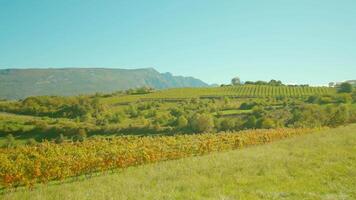 Rows of grapevines grow on vineyard in countryside in autumn video