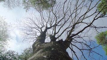 High birch tree with forked branches without leaves in park video