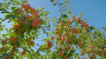 Bunches of ripe apples hang on branches fixed on metal wires video