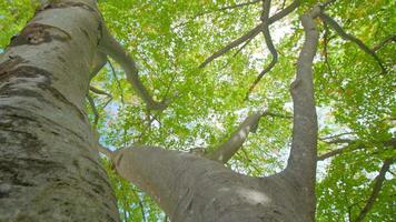 Forked branches and moss-covered trunk of birch tree video
