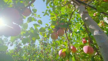 Bright sunlight shines over red apples on tree branches video