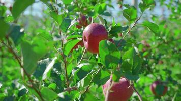 Ripe red apples hang on tree branches growing in orchard video