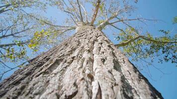 High birch tree with thick bark and long thin branches video