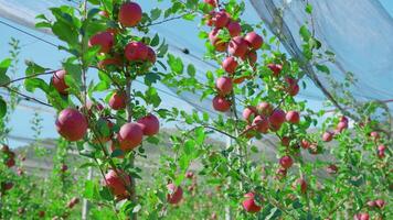 Ripe fruits hang on apple tree branches in orchard under net video