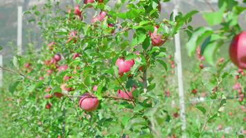 Abundance of ripe apples grows on tree branches at sunlight video