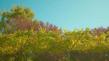 Row of grapevines with yellow leaves on branches in autumn video