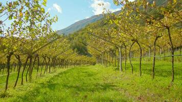 Wide path spreads along rows of grape vines on vineyard video