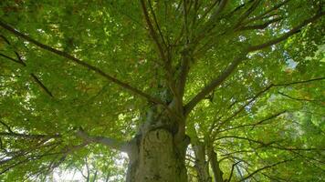 Forked branches of birch tree covered with green leaves video