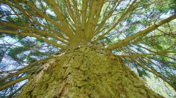 Embossed bark of pine tree trunk with thin branches in park video