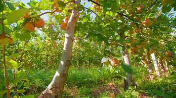 Orange ripe apples grow on long rows of trees at plantation video