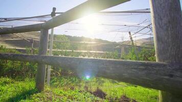 Wooden fence built around plantation with young apple trees video