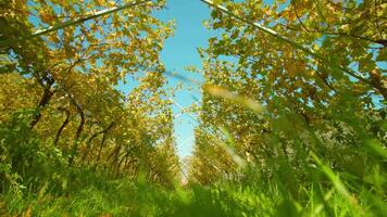 Plantation aisle with rows of grape vines with wooden poles video