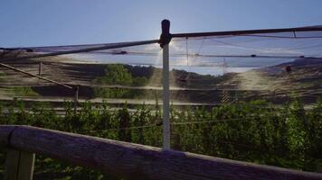 Sun shines over apple orchard under net behind wooden fence video