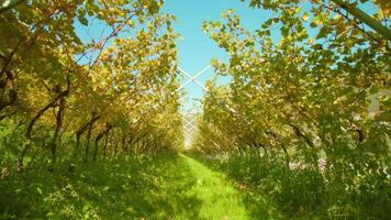 Aisle runs between rows of grape vines with wooden poles video