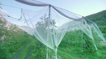 White sun protection mesh covers rows of lush apple trees video