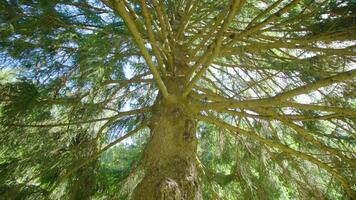 Pine tree with thin branches and high thick trunk in park video