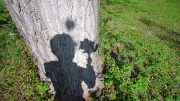 Man operator moves camera on tripod and films tree trunk video