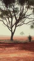 A solitary tree standing in a vibrant red field video