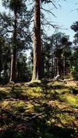 A dense forest with towering trees video