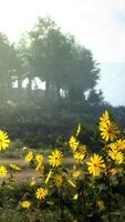 A beautiful field of yellow flowers with trees in the background video