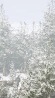 A winter wonderland in a forest with snow-covered trees video