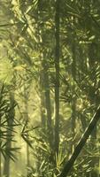 A serene bamboo forest in China enveloped in a mystical fog video