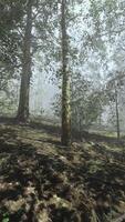 A forest filled with lots of trees covered in fog video