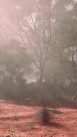 A misty forest with a dense canopy of towering trees video