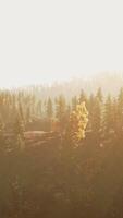 Sunlight streaming through trees in a forest video