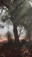 Sunlight filtering through foggy forest trees video
