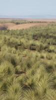 A serene landscape of a tree-filled field video