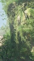 A painting of a forest with rocks and trees video