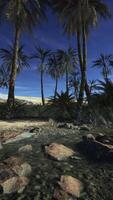 A serene river scene with lush palm trees video