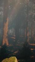A dense and majestic forest with towering trees reaching towards the sky video