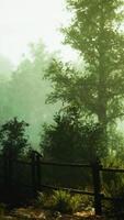 A fence in the middle of a forest video